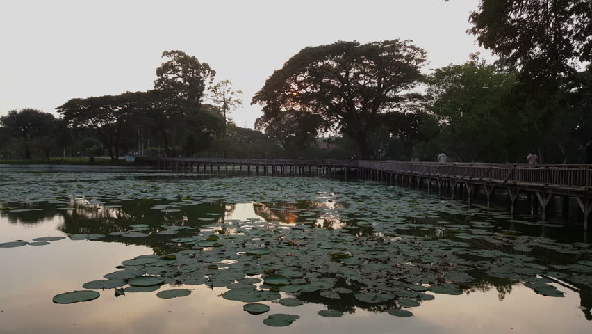 Sunset in Kandawgyi park, lake with floating plants, wooden bridge, Yangon