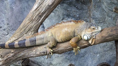 Giant Iguana Lying on Tree Branch. General View