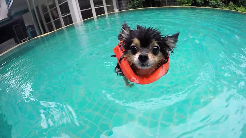 Cute Small Dog In Swimming Pool In Summer. Slow Motion. 4K.  Royalty-Free Stock Footage #30743497