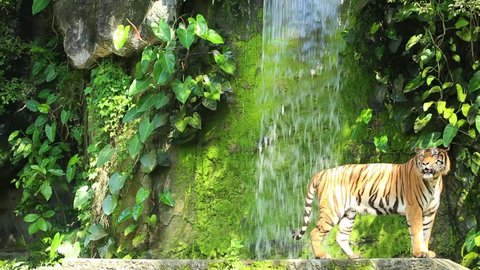 The Indochinese tiger (Panthera tigris corbetti) is a tiger subspecies occurring in Myanmar, Thailand, Lao, Viet Nam, Cambodia and southwestern China. It is listed as Endangered on the IUCN Red List