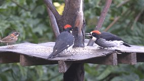 Two woodpeckers on the feeder in Costa Rica