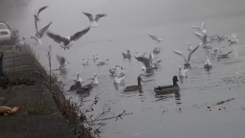 Ducks, gulls and swans gathered early in morning for breakfast