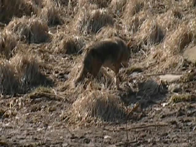Coyote in the wild