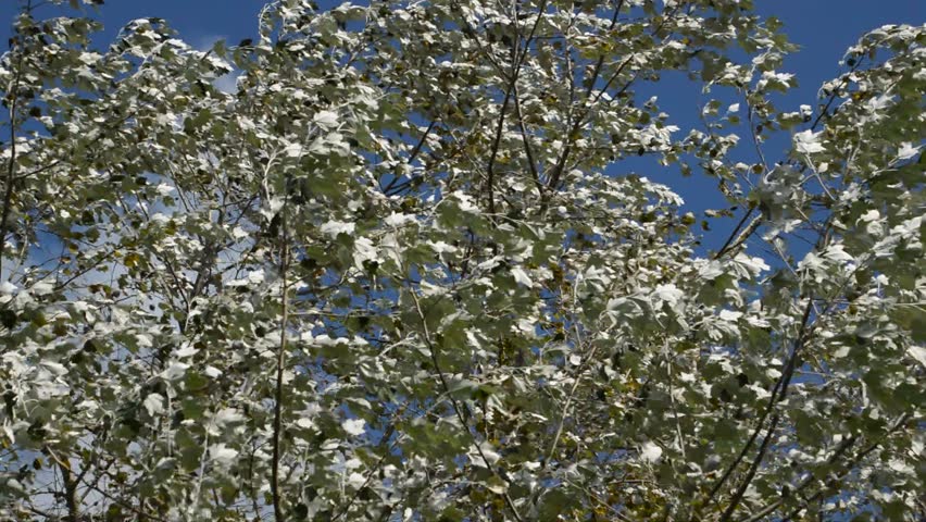 Silver Leaf Poplar Tree In Stock Footage Video 100 Royalty Free Shutterstock