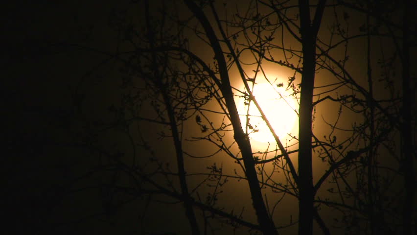 Full orange moon at night with wind blowing tree branches.