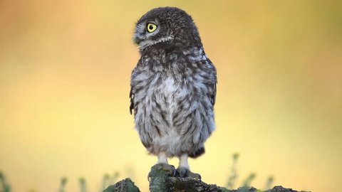 A young little owl sitting on a rock on a beautiful background and moving head. Athene noctua