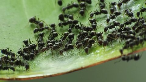 closed up : black ant working on Leaves
