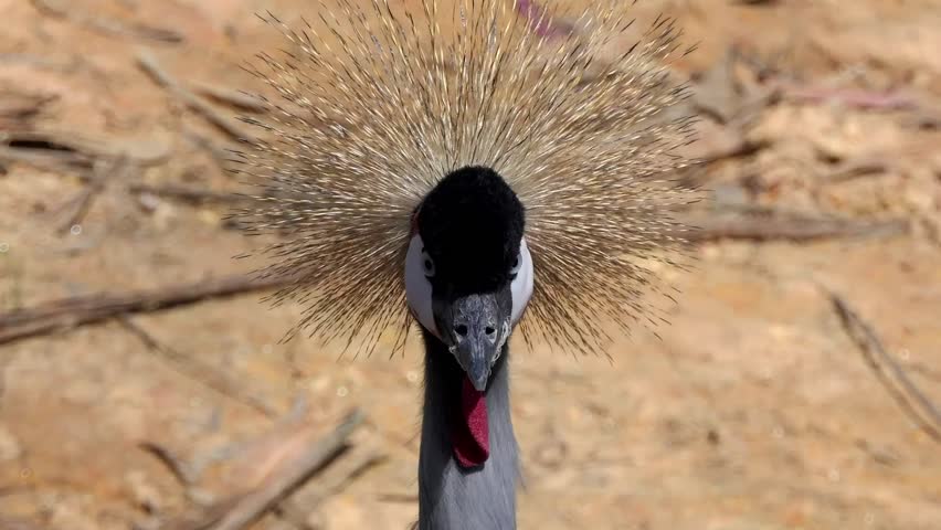 Black crowned crane (Balearica pavonina) is bird in crane family Gruidae. It occurs in dry savannah of  Africa south of   Sahara, although in nests  somewhat wetter habitats.