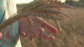 woman hand touching wheat ears closeup. Hand of farmer touching wheat corn agriculture. Harvest concept. Harvesting. Slow motion video footage.