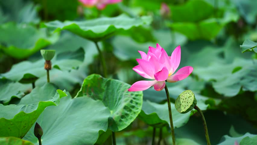 Lotus. Fresh. Vietnam 4K Royalty-Free Stock Footage #30765340