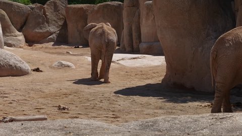 Group of desert elephants on a hot summer day, ultra hd 4k, real time