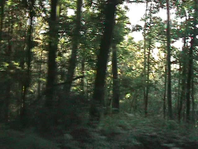 Traveling in the forest