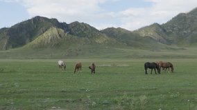 Horses with foals grazing in a pasture in the Altai Mountains.