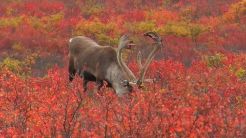 A Caribou Bull (Rangifer tarandus) with antlers shedding velvet forages in the fall tundra of dwarf birch and willow, Denali National Park, Alaska.