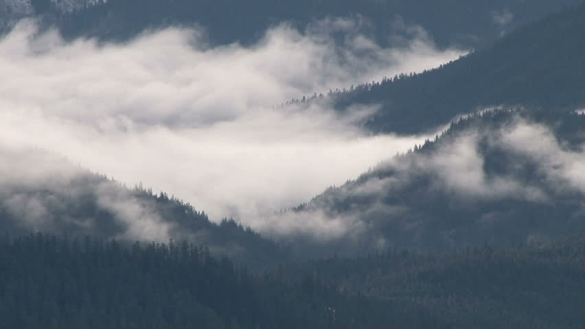 Clouds hover through Pacific Northwest forest.