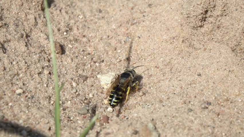 Wasp bathes in the sand