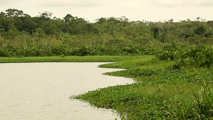 Static shot on the Limoncocha lagoon, natural reserve in Ecuador
