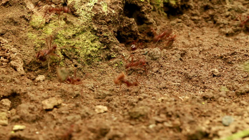leaf cutter ants, Ecuadorian Amazonia, low angle view 