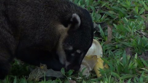 A ring-tailed coati (Nasua nasua) eats a banana. Brazil.