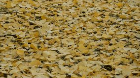 yellow leaves falling in autumn. This is ginkgo biloba 