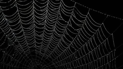 Cobweb covered in dew drops sparkling and moving in the wind with alpha channel. Animated spiderweb. Network connection and Halloween concept.