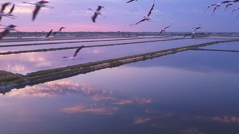 aerial view of flamingos flying close to the camera at sunrise