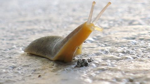 Florida Leatherleaf Slug (Leidyula floridana)