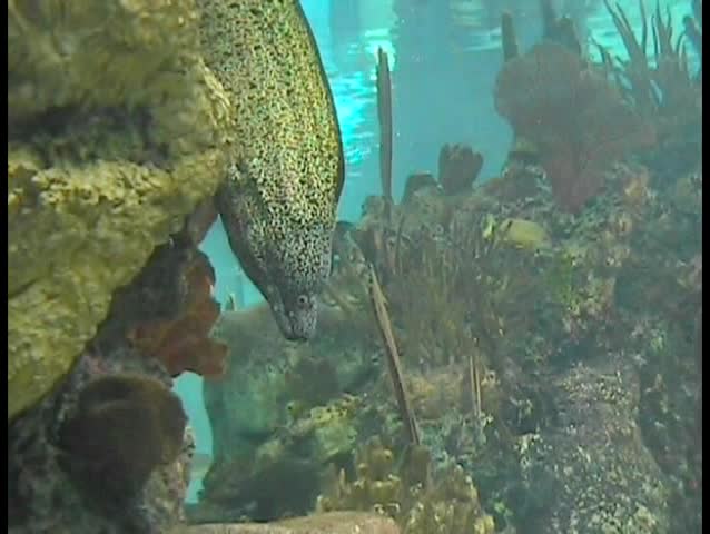 Green Spotted Eel