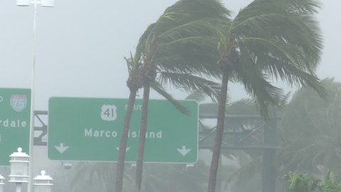 Naples, FL/US - September 10, 2017 [Hurricane Irma making landfall in Naples / Marco Island area of southwest Florida. Hurricane force winds blow palm trees with highway signs in background. ] 