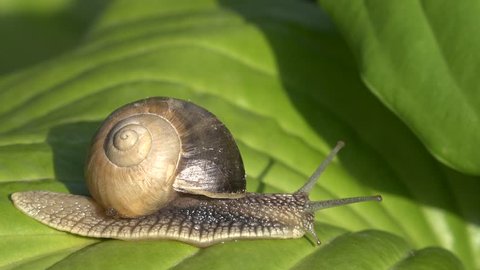 4K Closeup of snail escargot sliding on green leaf, spiral house shell, wild slug by day