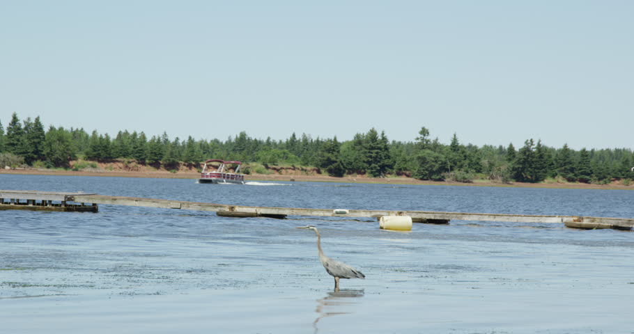 Great blue heron waits in water as boat passes in background- slow motion