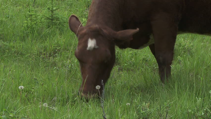Close up of grazing cow