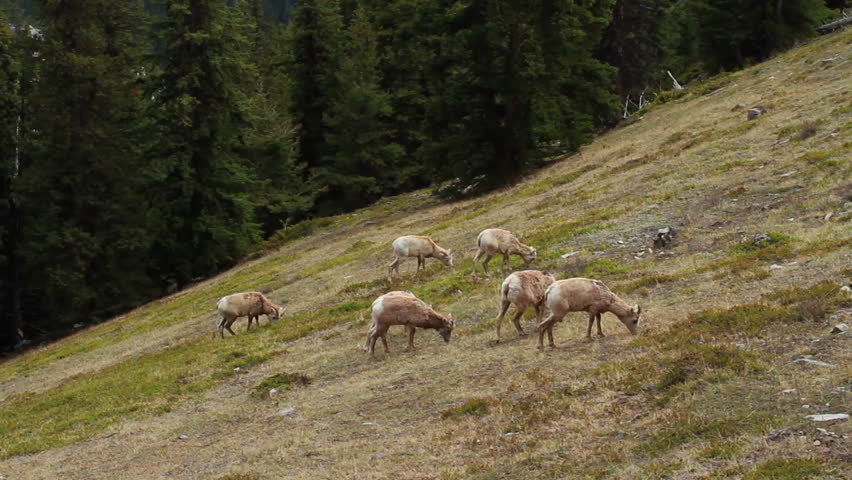 Female Rocky Mountain Big Horn Sheep grazing on a mountainside 