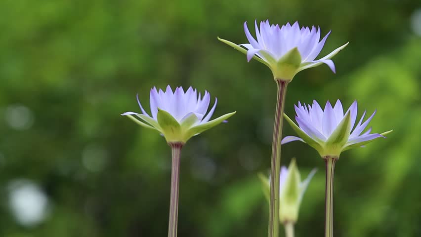 Blue Lotus Flowers Near Me The Benefits Of Blue Lotus