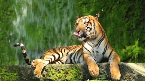 The Indochinese tiger (Panthera tigris corbetti) is a tiger subspecies occurring in Myanmar, Thailand, Lao, Viet Nam, Cambodia and southwestern China. It is listed as Endangered on the IUCN Red List
