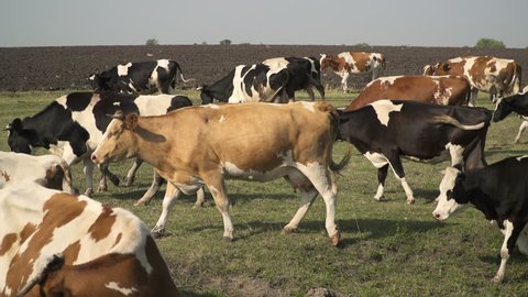 Cows Walking Away In Field Green Lush Pasture in Ukraine