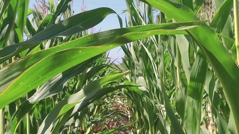 Corn field corn farming farm steadicam. green grass agriculture united states the nature video usa motion corn farm