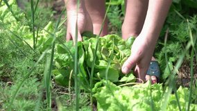 High quality video of picking lettuce in real 1080p slow motion 250fps
