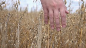 High quality video of hand caressing oat in the field in real 1080p slow motion 250fps