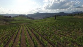 Aerial video in an amazing vineyards landscape, with drone, above vineyards in a beautiful day.