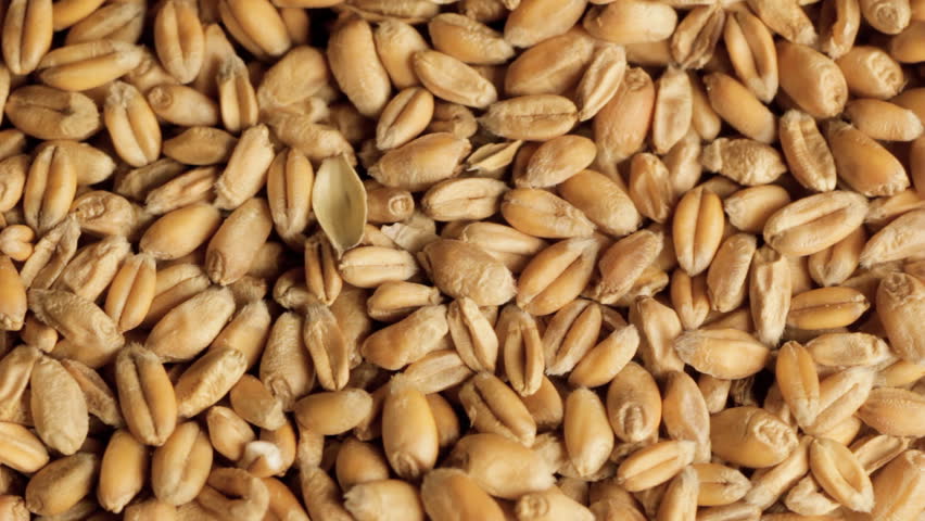 Wheat grains rotating