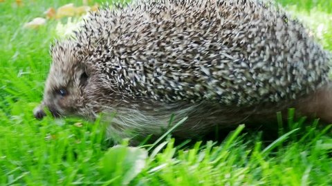 Hedgehog in Green Grass Goes or Crawls. Happy Cute Hand Pet Hedgehog on Sunny Day