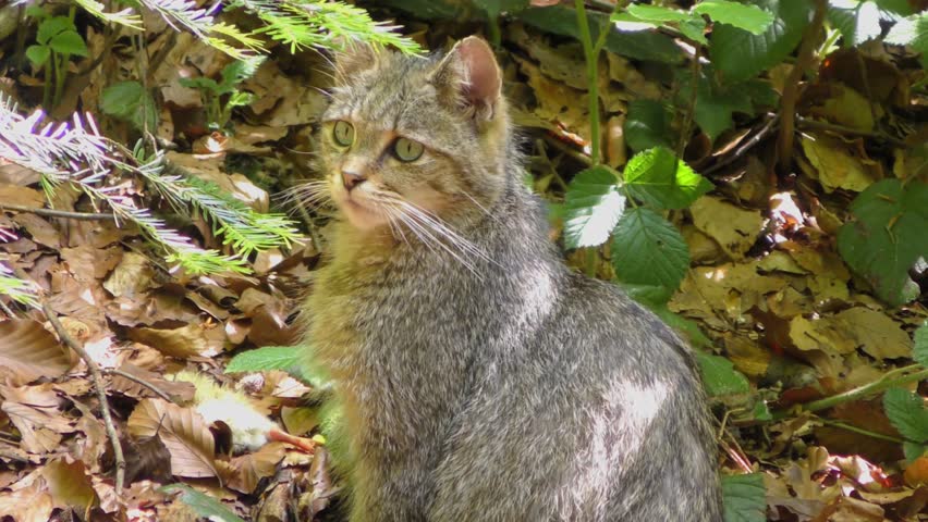 Video Stok 4k Footage of a Wildcat (100% Tanpa Royalti) 1007838535 