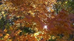 Amid Nature - Golden sunshine plays hide and seek through the equally golden leaves of a sycamore tree in the fall.