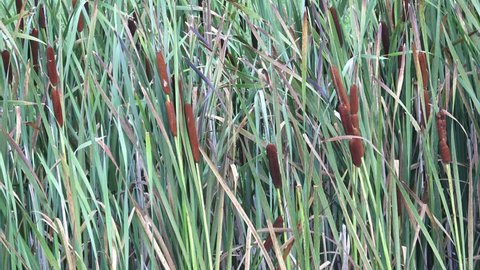 Broadleaf cattail (Typha latifolia). Fresh bright green broadleaf cattail reeds.
