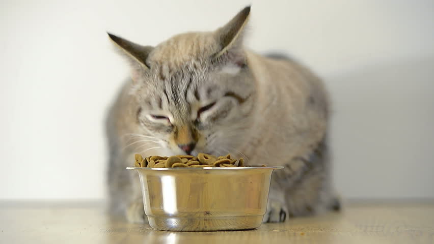 funny cat eating