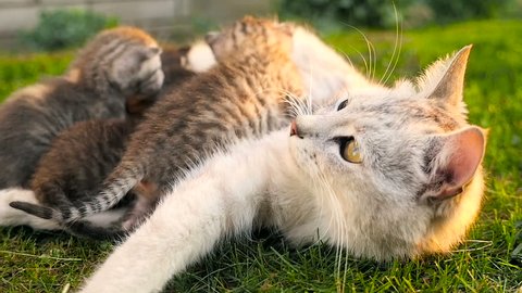 Mother cat feeding kittens HD