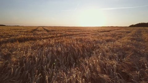 AERIAL 4K: Wheat Field and Lake at Sunrise. DRONE shot: Peaceful rural landscape at sunny morning. Harvest and Crop concept. FLIGHT over vast farming lands, grain fields