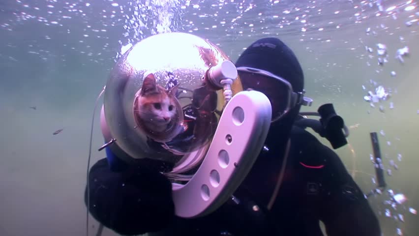 scuba kitty costco