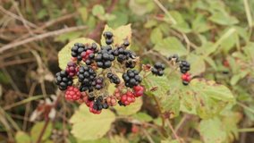Tasty Rubus fruticosus fruit slow-mo 1080p FullHD footage - Wild European blackberry slow motion 1920X1080 HD video